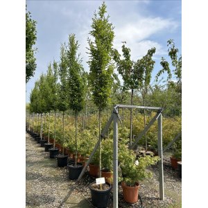 Hrab obyčajný (Carpinus betulus) ´PYRAMIDALIS´ - výška 350-400 cm, obvod kmeňa 10/12 cm, kont. C55L 